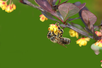 A bee hangs upside down on a small flower of a decorative barberry.