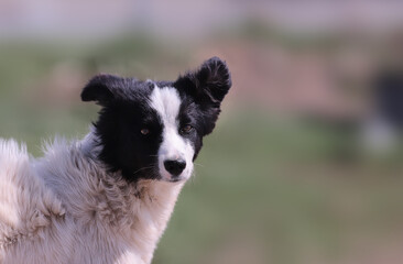 Portrait of a black and white pooch on a blurred background.