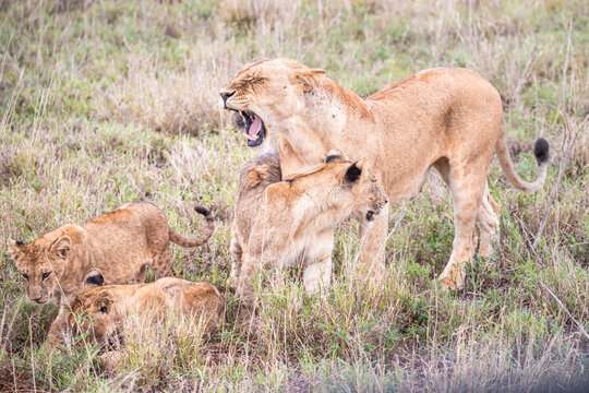 Lion family in Kenya, savanna. Big lioness, lion mom with children in a meadow, wildlife on safari, masai mara. Spectacular big cat