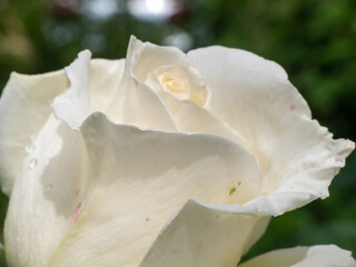 Fototapeta na wymiar white roses in the garden
