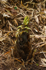 竹の子　　　竹林