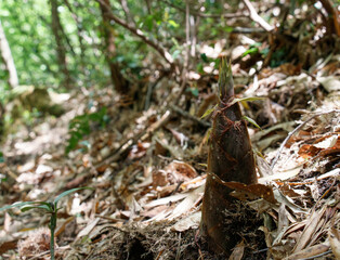 竹の子　　　竹林