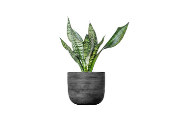 Air Purifying Plant In Pot Isolated background
