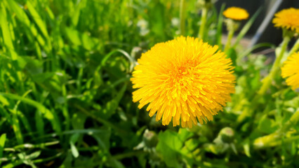 Yellow dandelion in early spring. Around it is young green grass. Beautiful sunny day