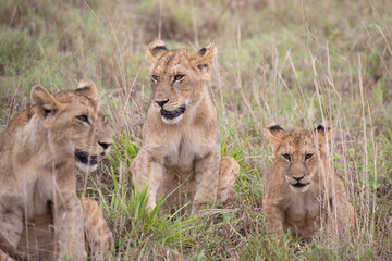 Fototapeta na wymiar Lion family in Kenya, savanna. small lion cubs in a meadow, wildlife on safari, masai mara. Spectacular children playing in the steppe