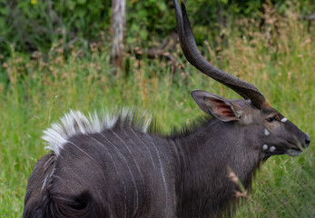 Nyala Antilopen Bock im Naturreservat Hluhluwe Nationalpark Südafrika