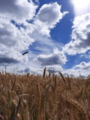 Fototapeta premium field of wheat