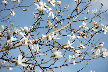 White Magnolia flowers on the branches against the blue sky.