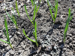 Winter garlic sprouts. Backyard garden plants. Backyard garden plants