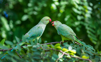 Rose-Ringed Parakeets in Hyde Park, London