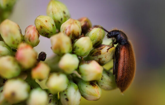 Profile Shot of Lagria Hirta Beetle