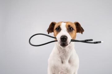 Dog jack russell terrier gnaws on a black usb wire on a white background. 