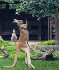 kangur sięgający po smakołyk