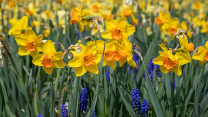 Obraz premium Yellow Daffodils flower field image for spring background
