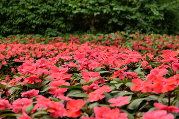 czerwone kwiaty w parku - obrazy, fototapety, plakaty