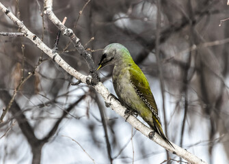 red headed woodpecker