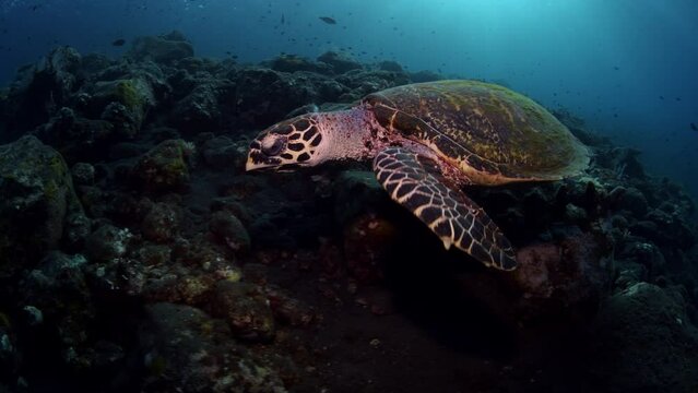 Hawksbill Turtle - Eretmochelys imbricata swims fast along the seabed. Underwater world of Tulamben, Bali, Indonesia.