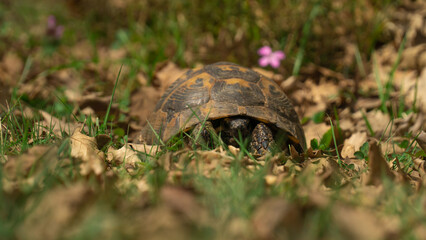 Wild turtle on the grass with pink flower.