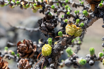 Opened vegetative buds and male cones in Larch tree branch in the spring day, Larix, selective focus.