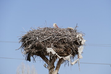 female storks that come to the same nest every year and brood,
