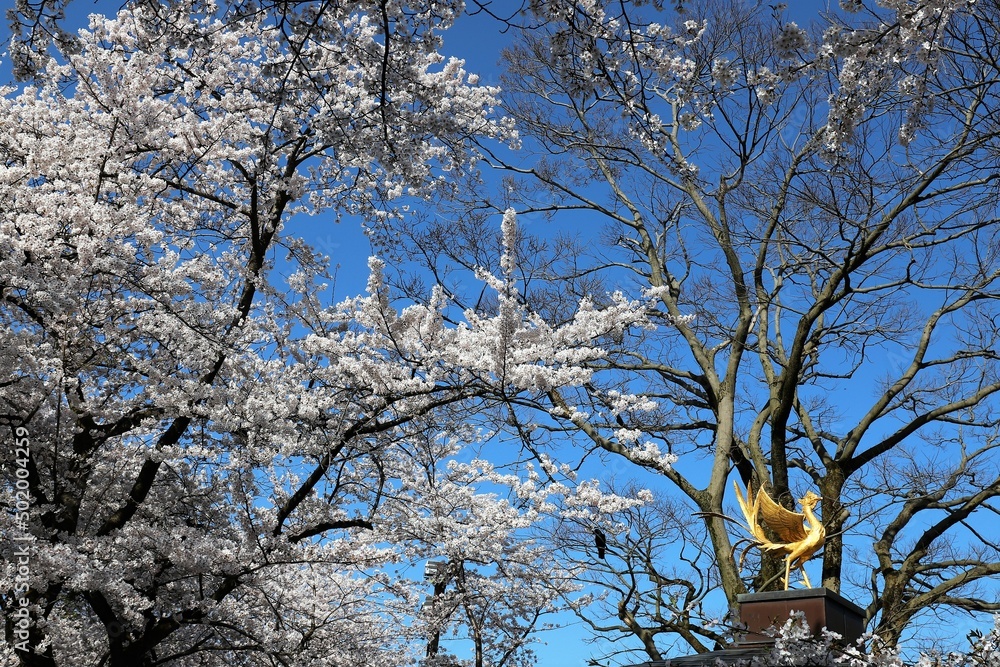 Sticker 高岡古城公園の桜