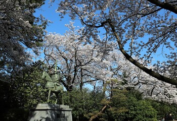 高岡古城公園の桜