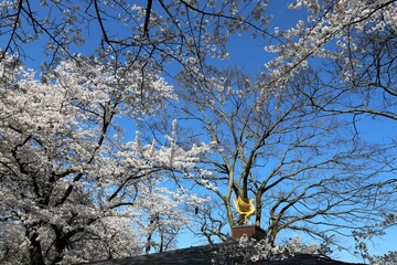 高岡古城公園の桜