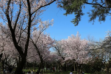 高岡古城公園の桜