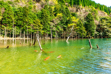 一の俣桜公園