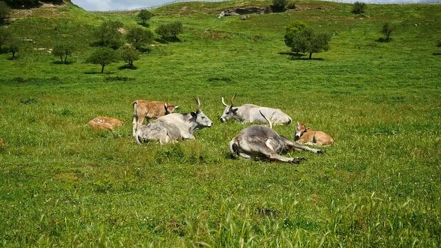 Maremmana breed cows graze free, Viterbo, Lazio