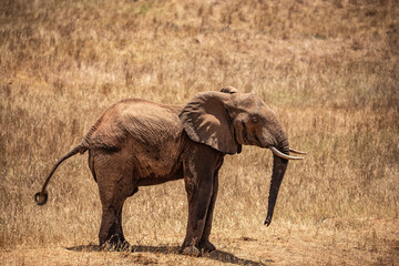 elephant in Kenya. Safari in the Masai mara Tsavo national park. The red elephants in the wild....