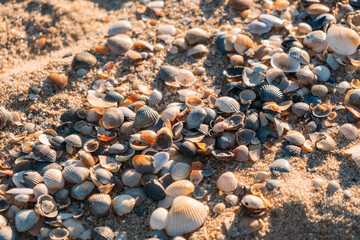Seashells on sandy sea beach close-up. The setting sun illuminates sea sand.