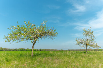 Blooming apple tree in a sunny orchard in spring.