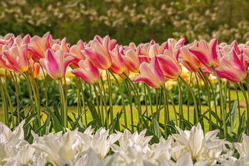 Tulpenpracht
