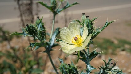 Fully blossomed flower of Argemone Mexicana flower, Bermuda thistle, kateri ka phool etc