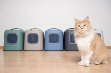 curious cat sitting on floor in front of several different colored hooded litter boxes with copy...