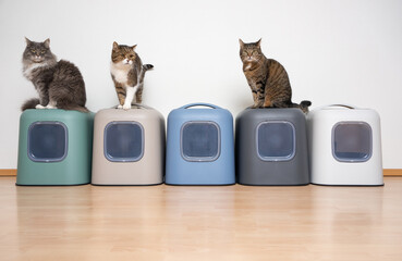 three cats sitting on top of 5 hooded litter boxes