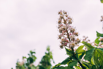 branch of chestnut in blossom close-up against the blue sky. Copy space