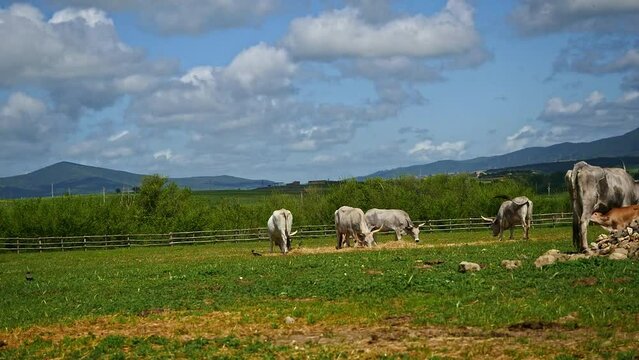 Maremmana breed cows graze free, Viterbo, Lazio