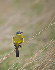bird, natur, gelb, wild lebende tiere, tier, wild, ast, schnabel, 
