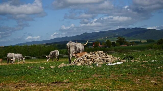 Maremmana breed cows graze free, Viterbo, Lazio