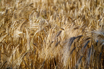 Fototapeta premium Golden wheat on field in sunset