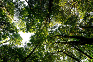 Fototapeta premium Low angle view looking up of abundance tropical forest tree with green leaves in the mountain.