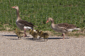 Greylag geese with goslings in Illmitz in Austria,Europe

