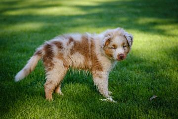 Red Merle Australian Shepherd puppy with blue eyes