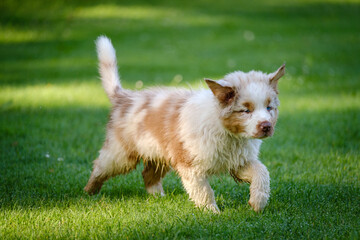 Red Merle Australian Shepherd puppy with blue eyes