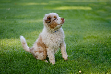 Red Merle Australian Shepherd puppy with blue eyes
