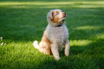 Red Merle Australian Shepherd puppy with blue eyes