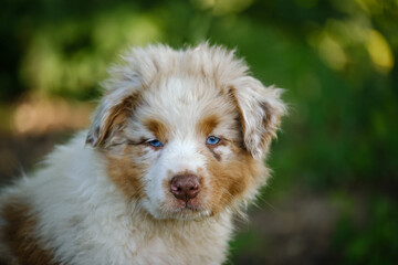 Red Merle Australian Shepherd puppy with blue eyes
