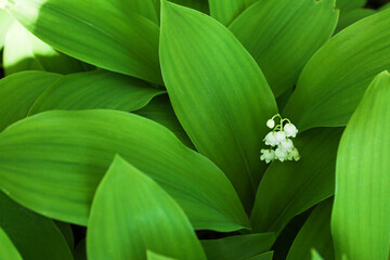 Blooming Lily of the valley in spring garden